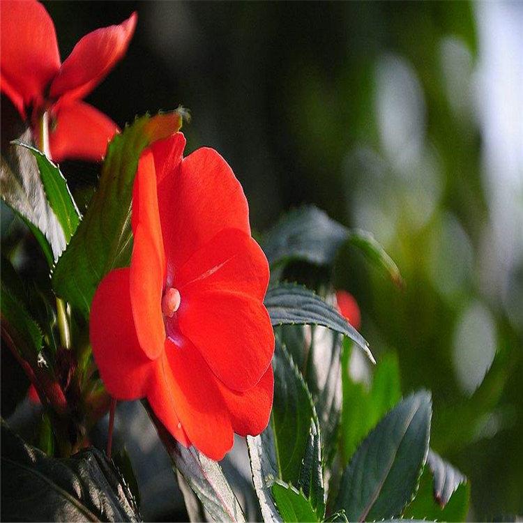 凤仙花 青州草花 凤仙花报价   凤仙花批发