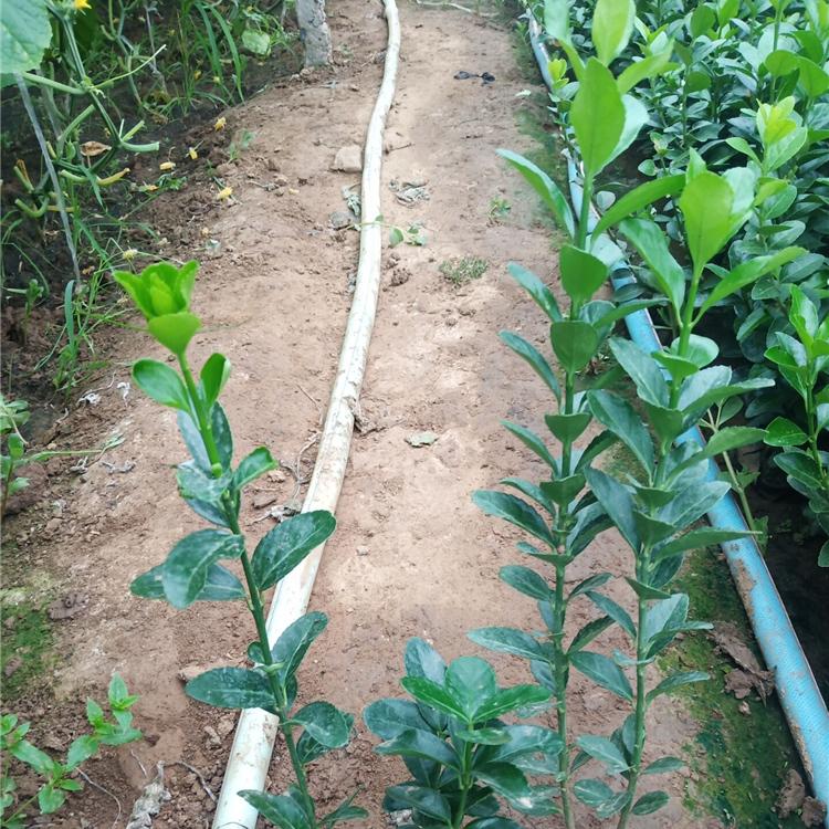 冬青小苗 冬青批发基地 青州森瑜 量大优惠