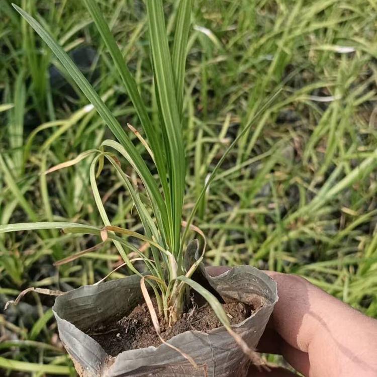 青州麦冬基地   麦冬草   麦冬价格   麦冬批发