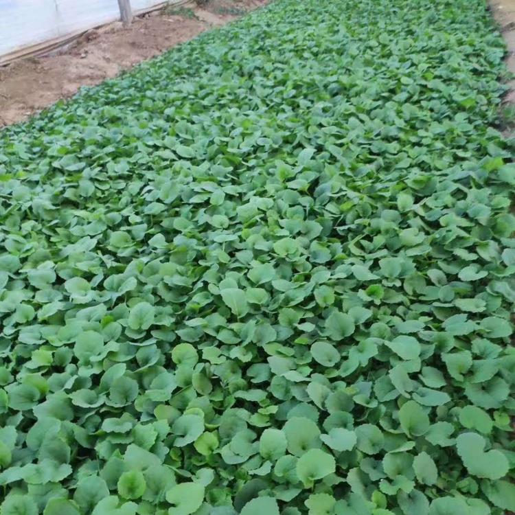 二月兰小苗   二月兰种植基地  二月兰价格