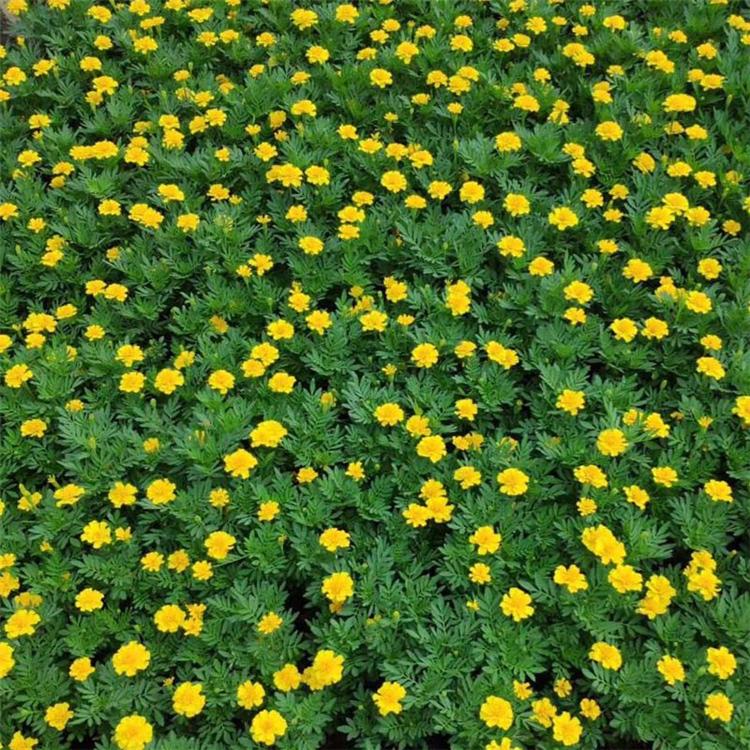 山东孔雀草基地 孔雀草基地供应 观赏孔雀草