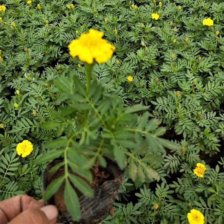 孔雀草批发价格 孔雀草现货直销 租摆孔雀草