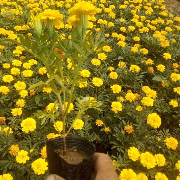 孔雀草批发价格 孔雀草基地优惠直发 观赏孔雀草