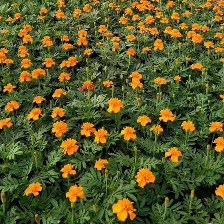 山东孔雀草基地-森瑜 孔雀草基地优惠直发 租摆孔雀草