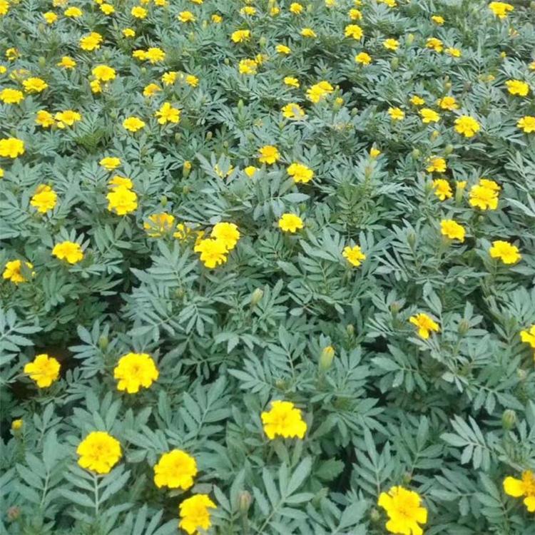森瑜花卉种植孔雀草 孔雀草出售 租摆孔雀草