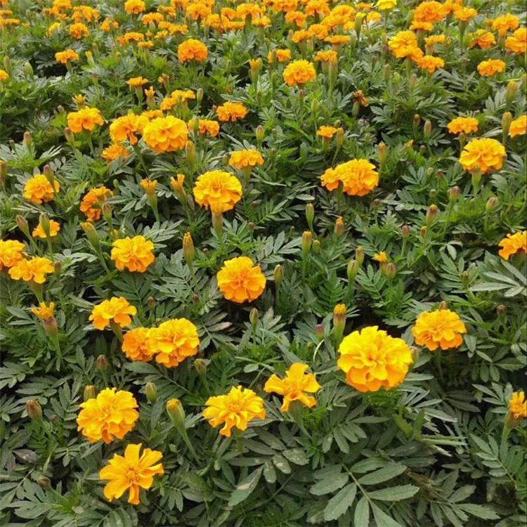 山东孔雀草基地 孔雀草现货直销 租摆孔雀草