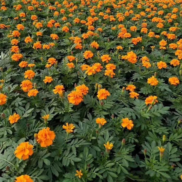 森瑜花卉种植孔雀草 孔雀草现货直销 孔雀草盆花