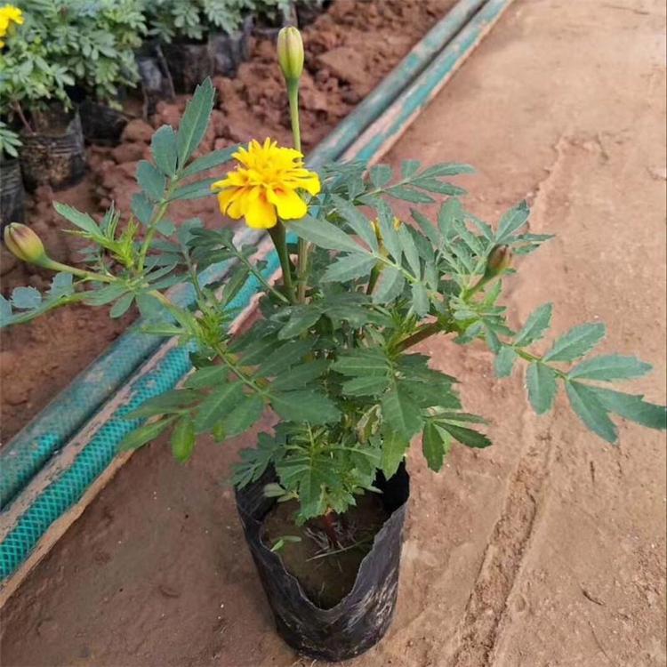 孔雀草批发价格 孔雀草出售 租摆孔雀草