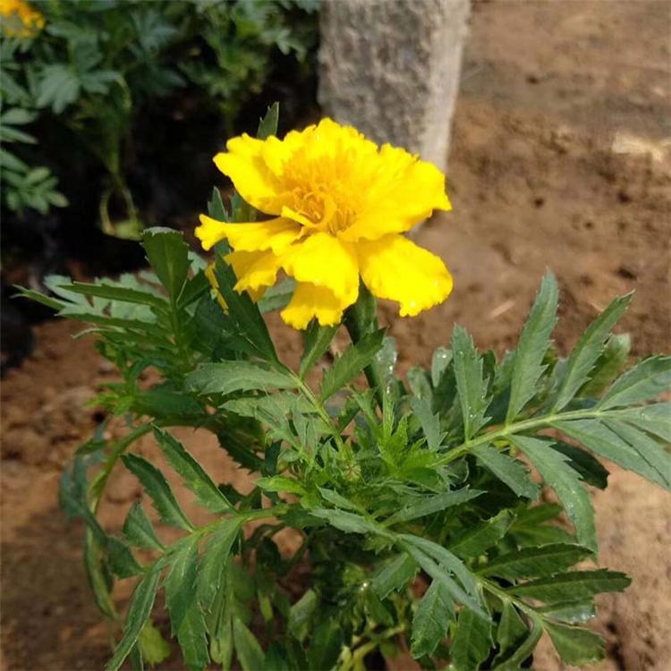 山东孔雀草基地 孔雀草基地供应 租摆孔雀草
