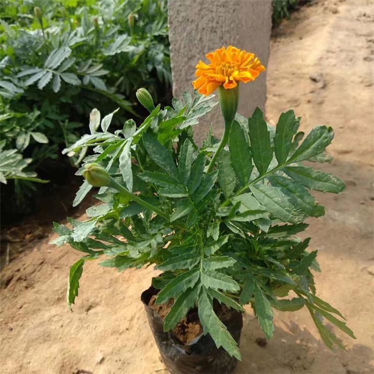 青州孔雀草种植基地 孔雀草现货直销 观赏孔雀草