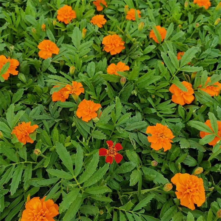 孔雀草批发价格 孔雀草出售 观赏孔雀草