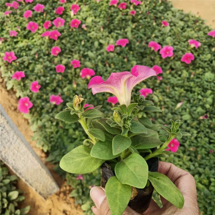 矮牵牛幼苗 矮牵牛宿根草花 培育基地种植