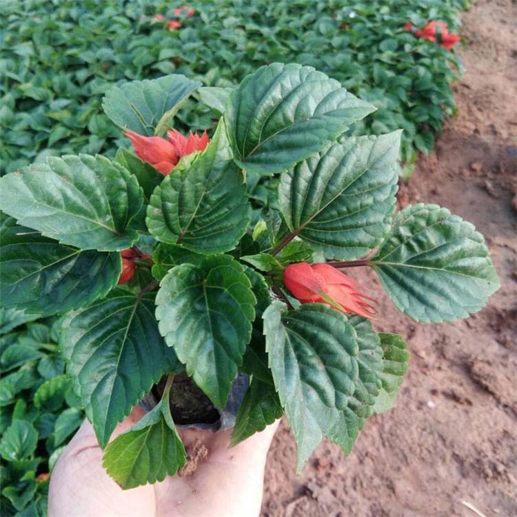 优良一串红 一串红价格 串红培育