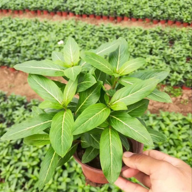 种植基地出售天天开 长春花 天天开批发基地