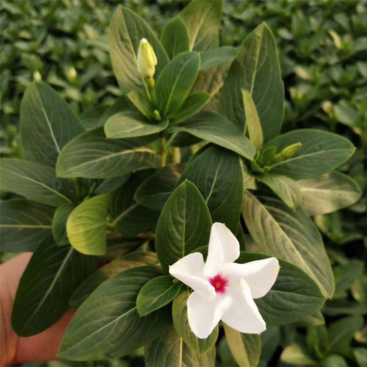种植基地出售天天开 天天开价格 天天开批售