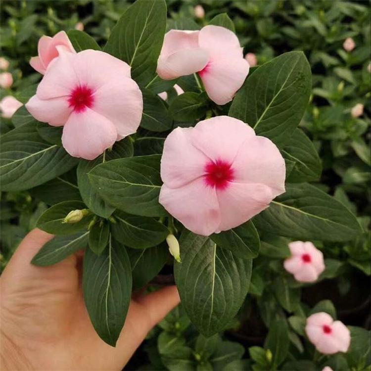 种植基地出售天天开 长春花 天天开批售