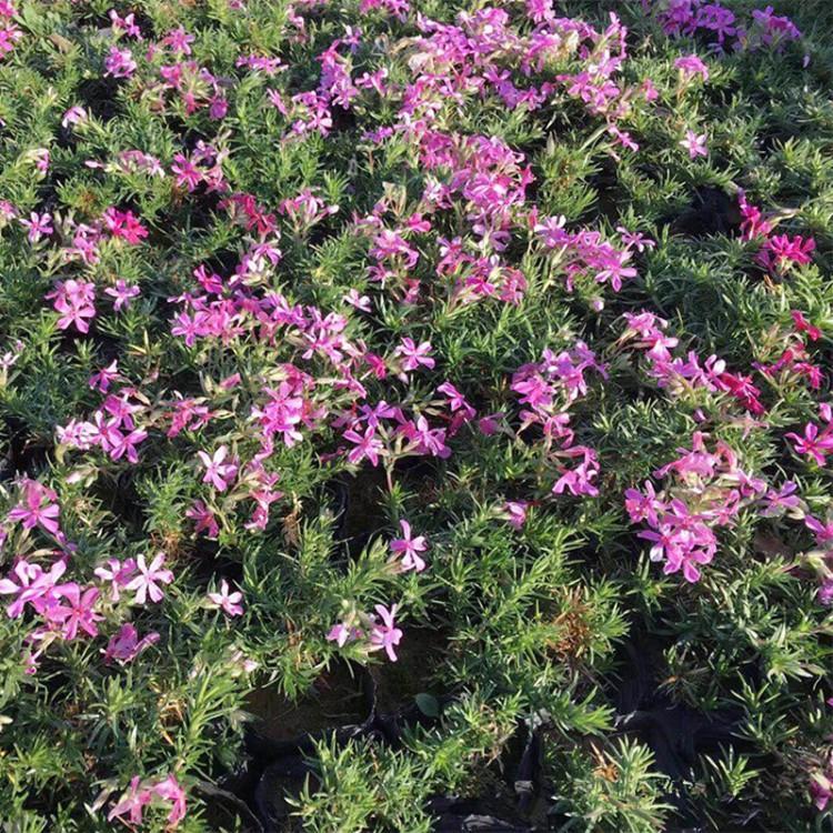 丛生福禄考价格芝樱价格批发