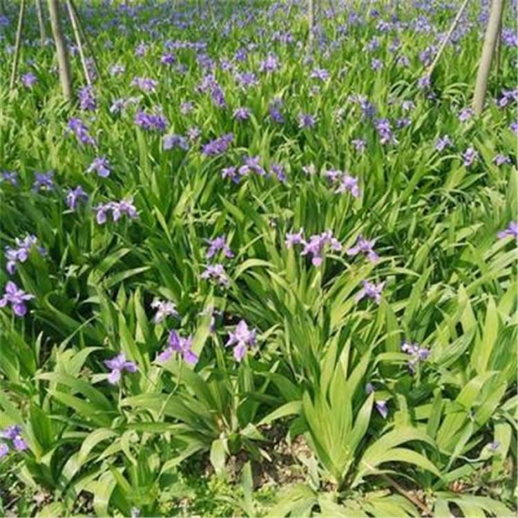 德国鸢尾小苗 基地种植德国鸢尾 顺景源花卉基地
