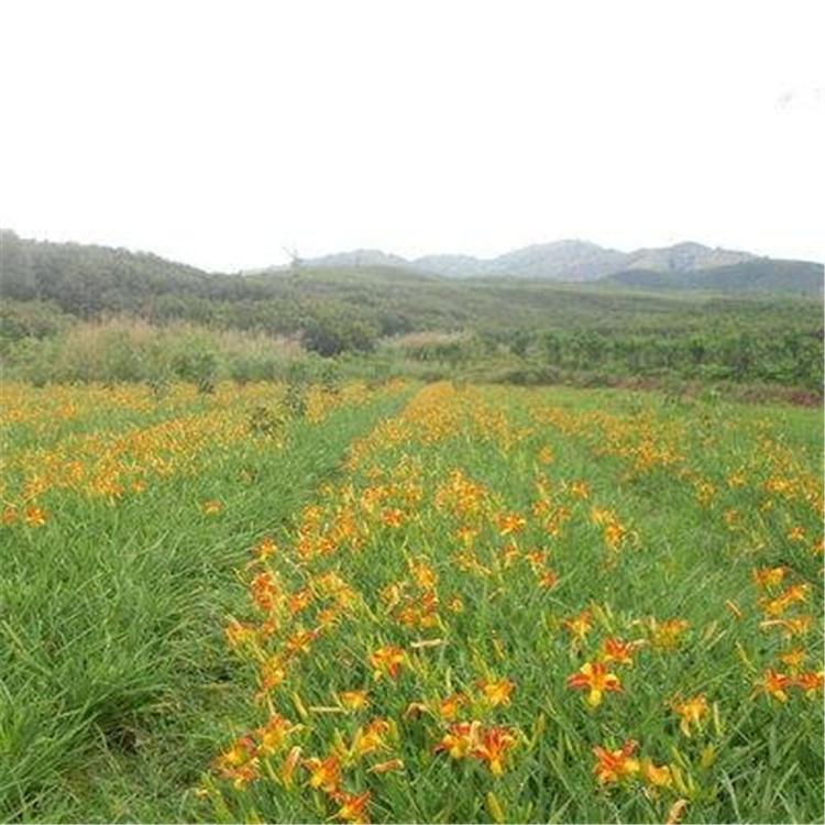 大花萱草绿化苗 大花萱草苗圃直供 山东大花萱草价格