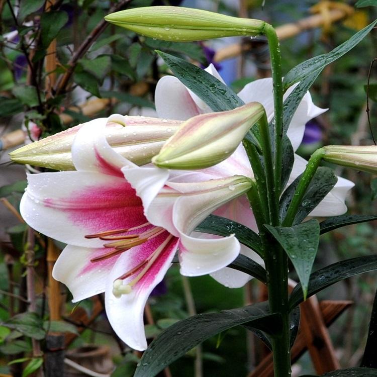 大量现货供应百合花 多花色百合 量大优惠