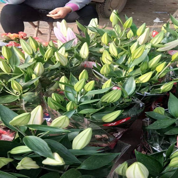 大量现货供应百合花 百合盆栽 量大优惠