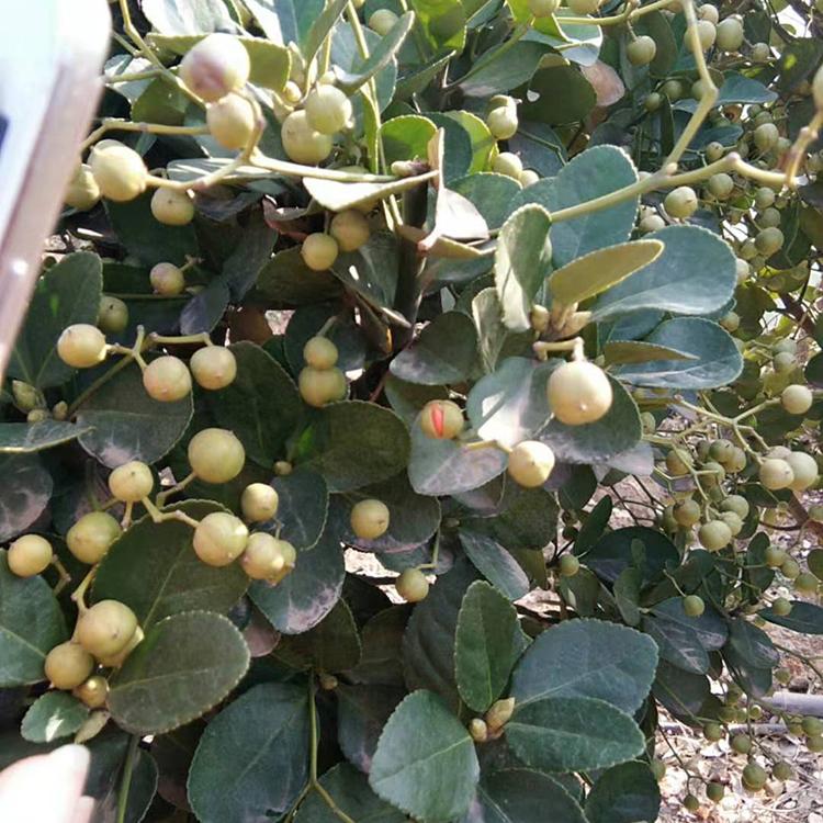 北海道球批发商 围墙绿篱绿化 苗圃直销