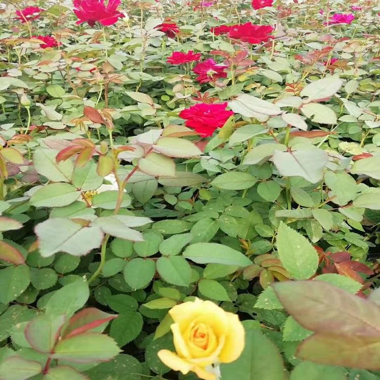 月季批发 保质保量 月季小苗