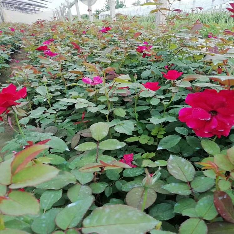月季种植基地 价格优惠 月季绿化苗