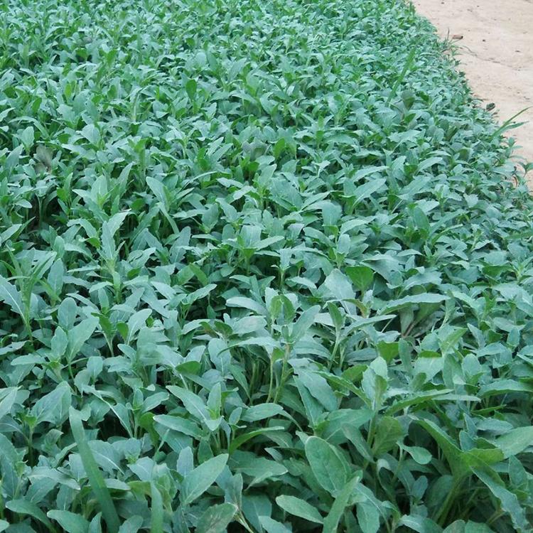 美丽月见草报价 月见草小苗 山东美丽月见草基地
