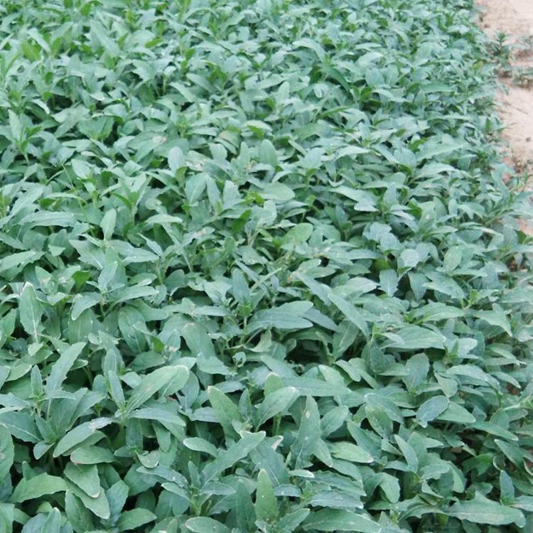 美丽月见草种植基地 大量现货供应美丽月见草 价格优惠