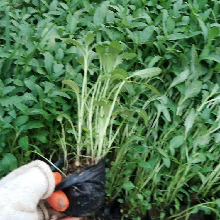 美丽月见草批发 苗圃直供美丽月见草 量大优惠