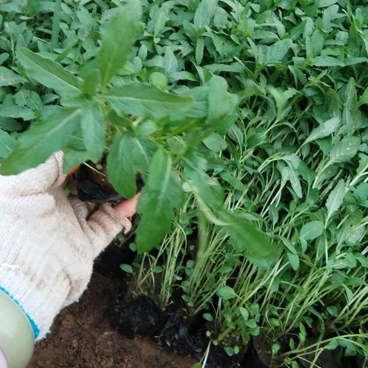美丽月见草种植基地 大量现货供应美丽月见草 欢迎致电询价