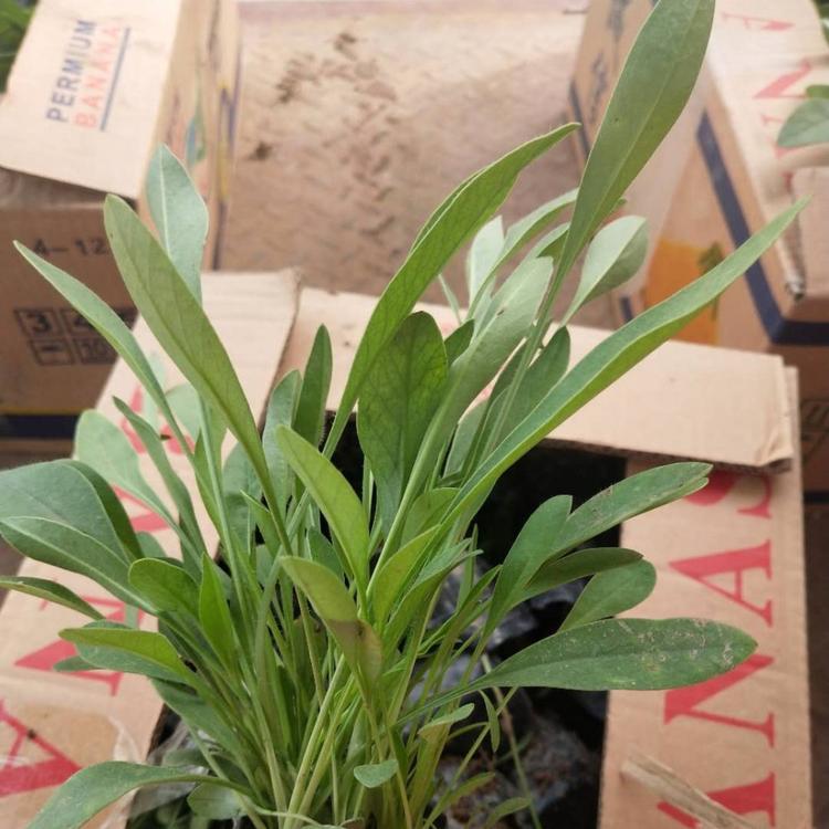 金鸡菊种植基地  大花金鸡菊小苗  青州金鸡菊价格