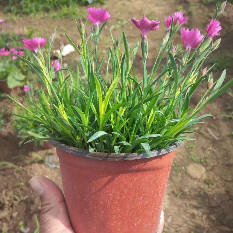 青州欧石竹小苗  欧石竹价格  欧石竹种植基地