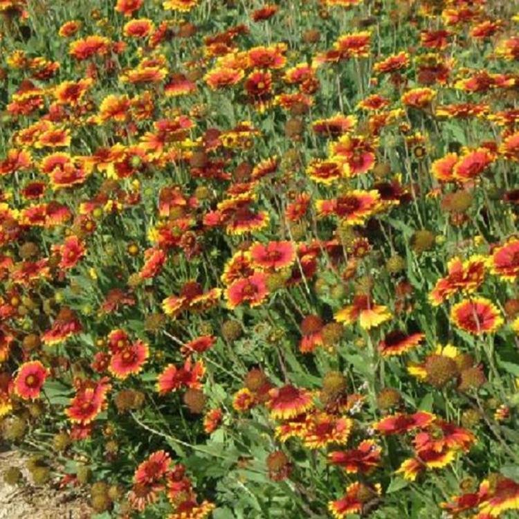 量大从优 天人菊基地 山东天人菊