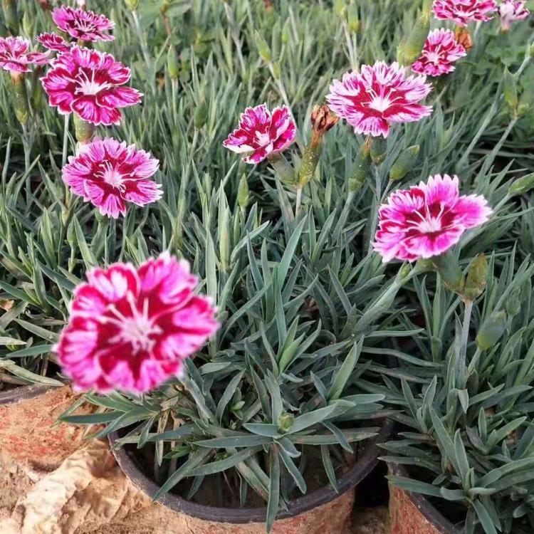 出售彩虹石竹小苗 彩虹石竹小苗基地 量大从优