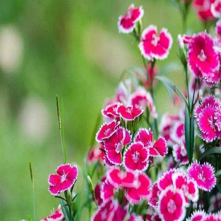 青州彩虹石竹批发报价 彩虹石竹 春琳花卉基地批售彩虹石竹