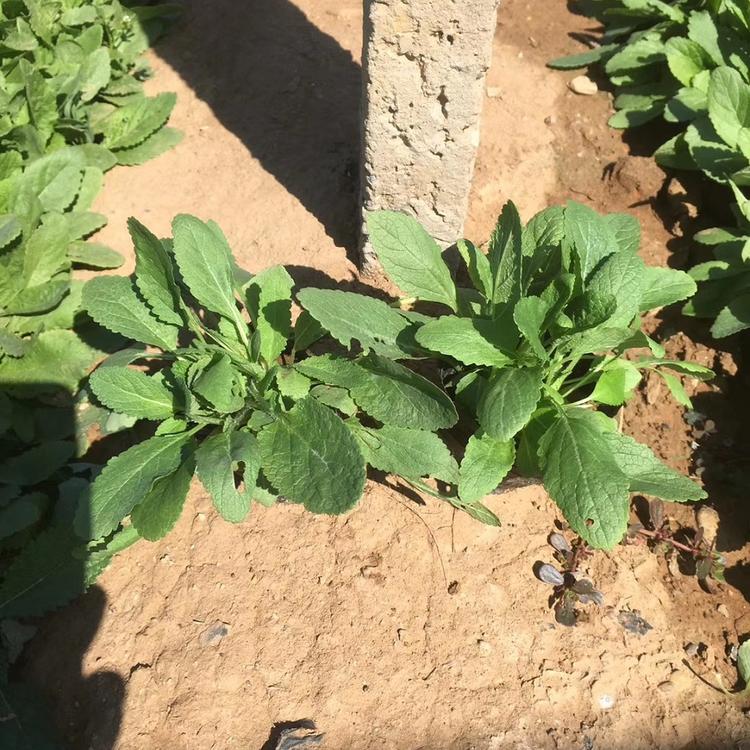 青州地被鼠尾草价格地被鼠尾草批发