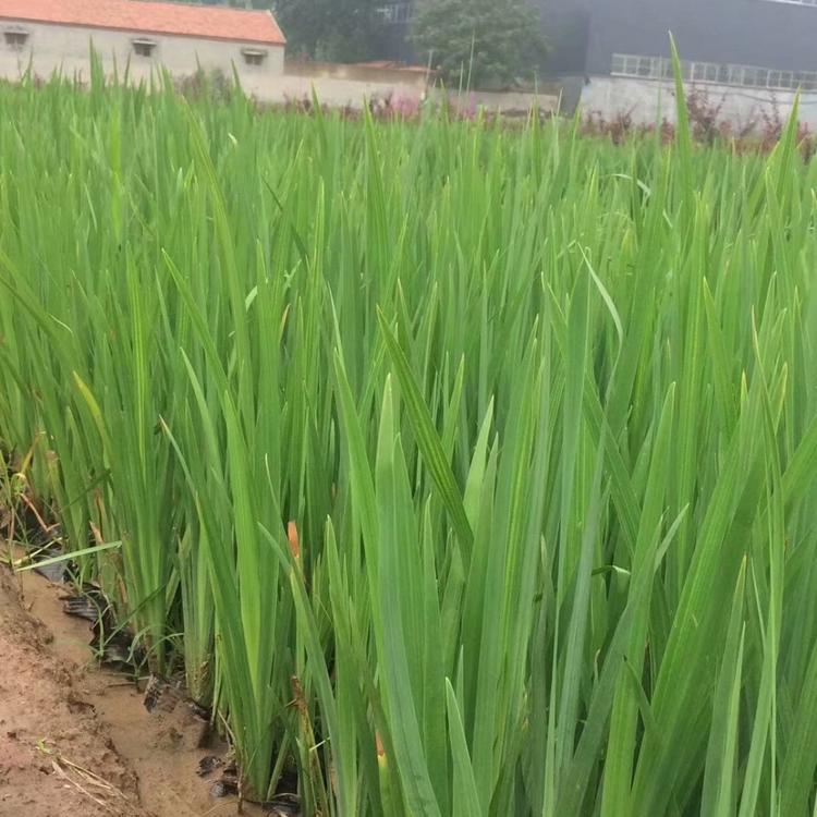 青州燕尾价格黄花燕尾价格黄菖蒲价格批发