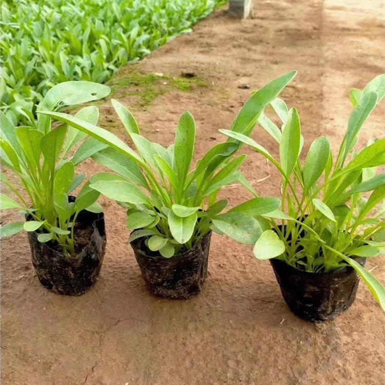 青州欧润花卉工程用大花金鸡菊 成活率高价格便宜
