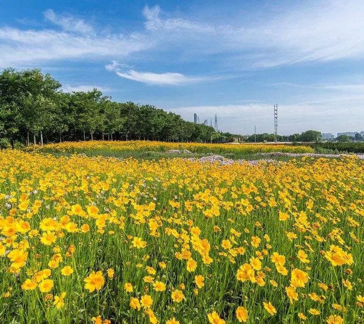 青州金鸡菊价格金鸡菊批发报价
