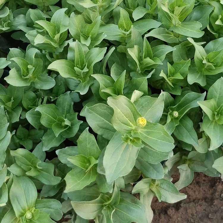 百日草 量大从优 百日草种植基地 春彩花卉