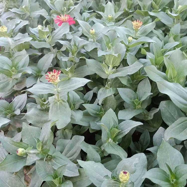 百日草苗培育基地 青州百日草苗 量大从优
