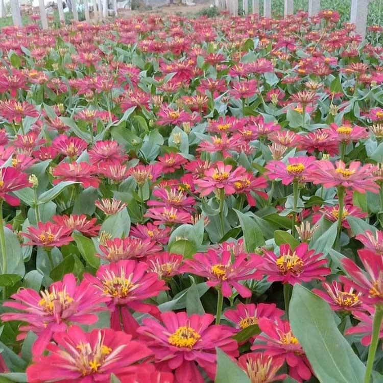 量大从优 百日草苗价格 山东百日草苗