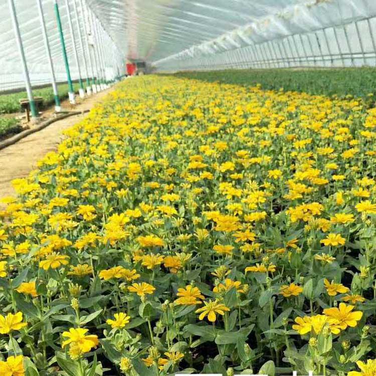 百日草小苗供应 春彩花卉 百日菊花苗批发基地