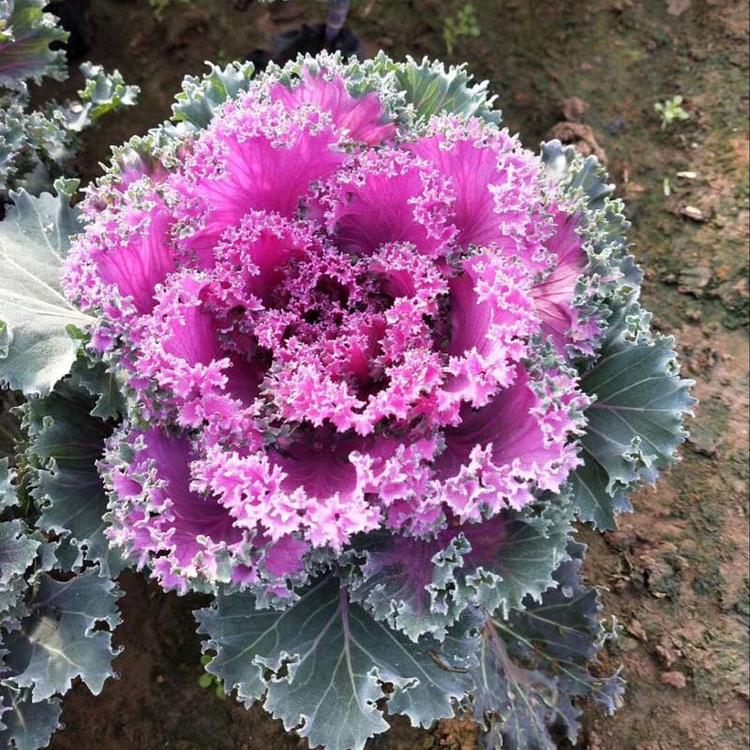 羽衣甘蓝  草花价格  草花地被  绿化苗木 水生植物羽衣甘蓝基地