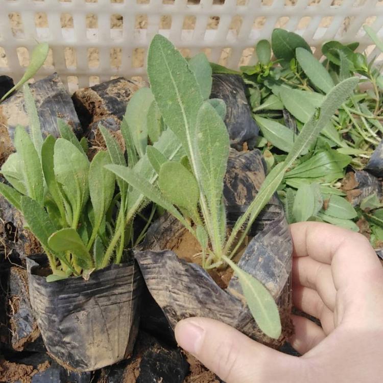 天人菊小苗  天人菊价格  天人菊基地批发
