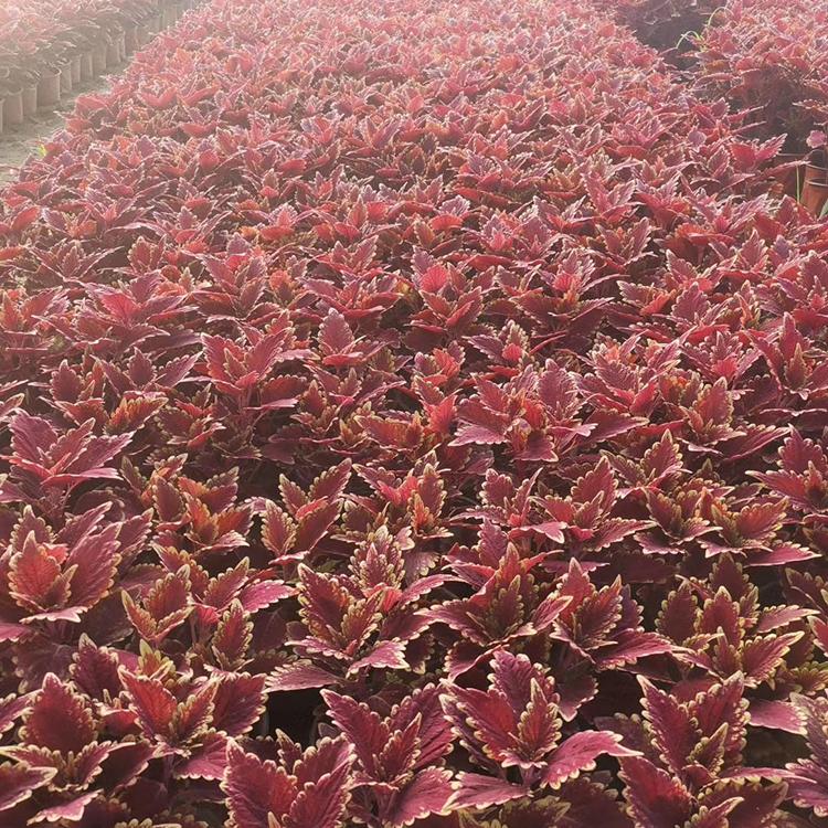 彩叶草小苗 双色盆彩叶草种植基地 价格优惠