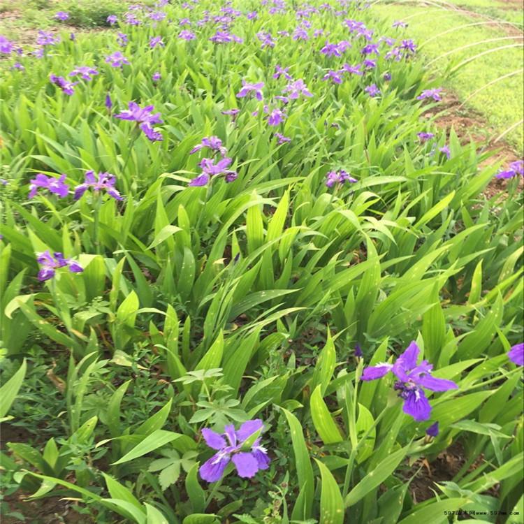 鸢尾小苗 红花鸢尾 鸢尾草价格