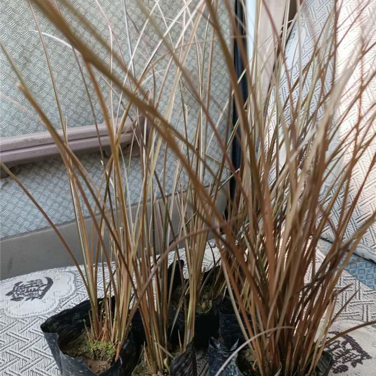 棕红苔草 基地现货直售 山东棕红苔草批发商 苏鹏花卉